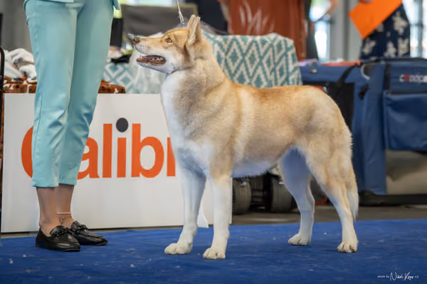 INTERCANIS Brno – Husky