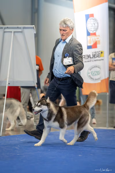 INTERCANIS Brno – Husky