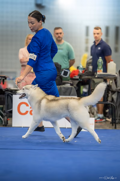 INTERCANIS Brno – Husky