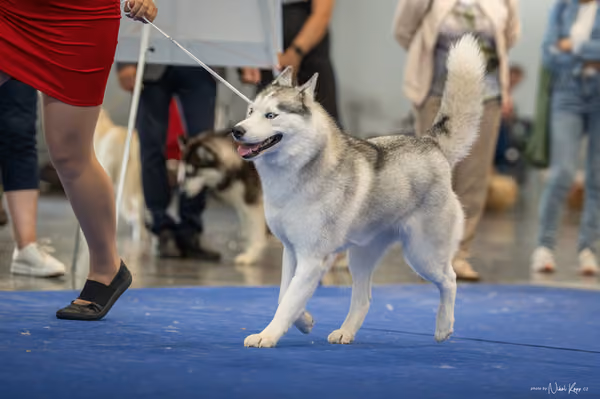 INTERCANIS Brno – Husky