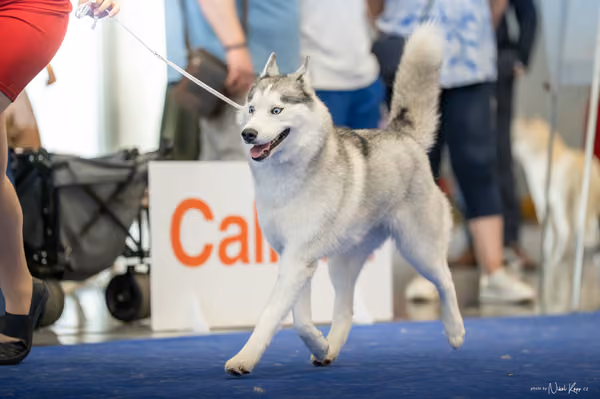 INTERCANIS Brno – Husky