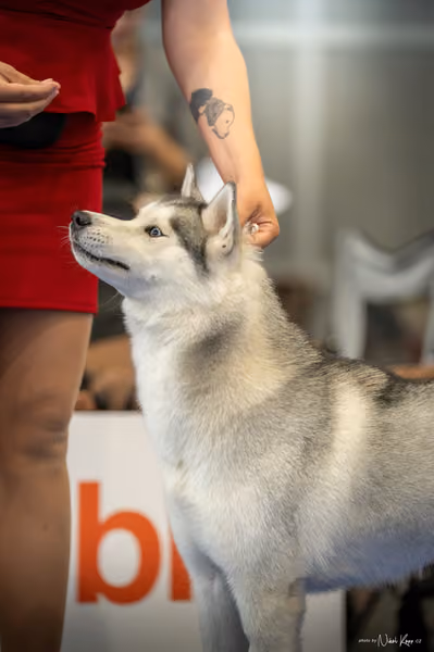 INTERCANIS Brno – Husky