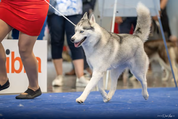 INTERCANIS Brno – Husky