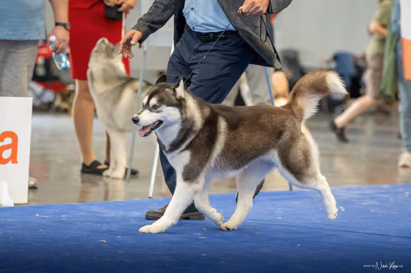 INTERCANIS Brno – Husky