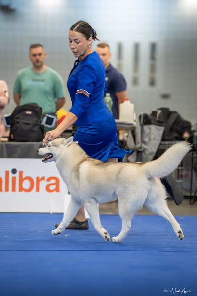INTERCANIS Brno – Husky