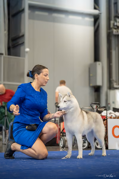 INTERCANIS Brno – Husky