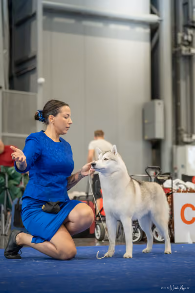 INTERCANIS Brno – Husky