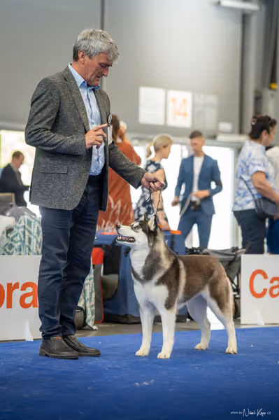 INTERCANIS Brno – Husky