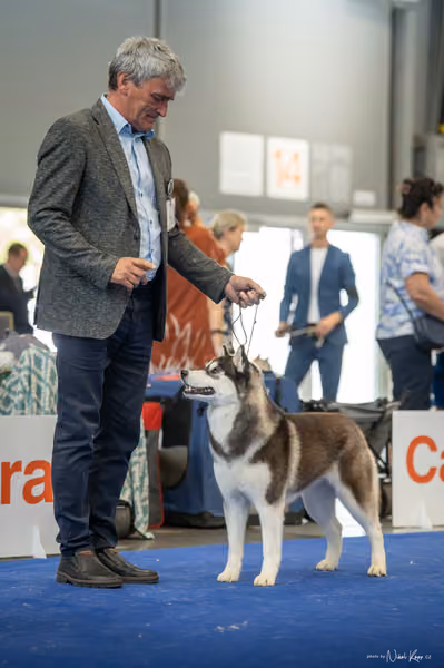 INTERCANIS Brno – Husky