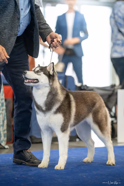 INTERCANIS Brno – Husky
