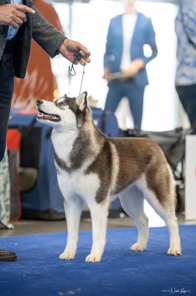 INTERCANIS Brno – Husky