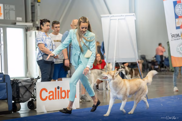 INTERCANIS Brno – Husky