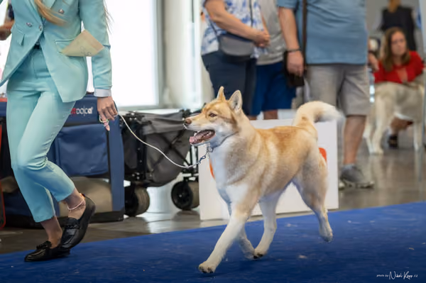 INTERCANIS Brno – Husky