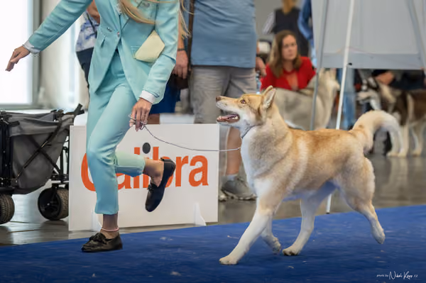 INTERCANIS Brno – Husky