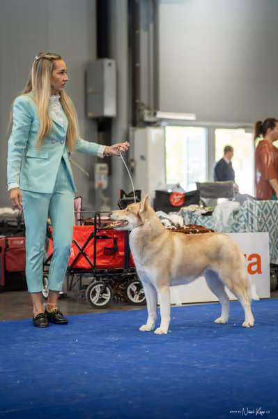 INTERCANIS Brno – Husky