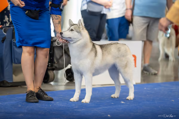 INTERCANIS Brno – Husky