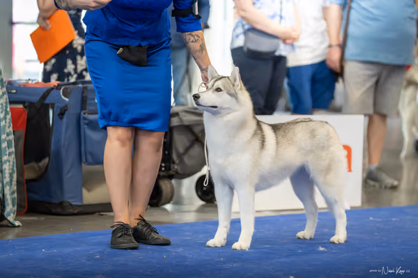 INTERCANIS Brno – Husky