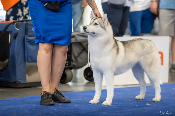 INTERCANIS Brno – Husky