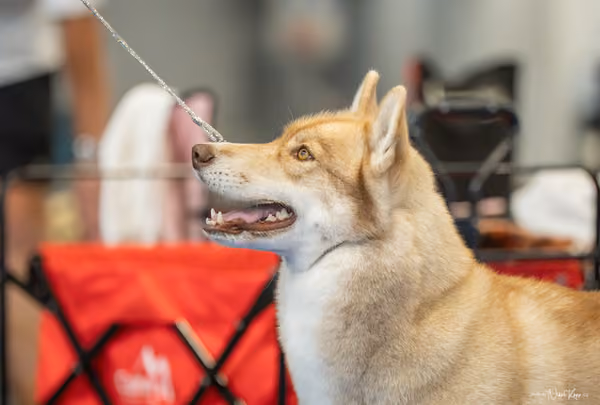 INTERCANIS Brno – Husky