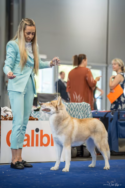 INTERCANIS Brno – Husky