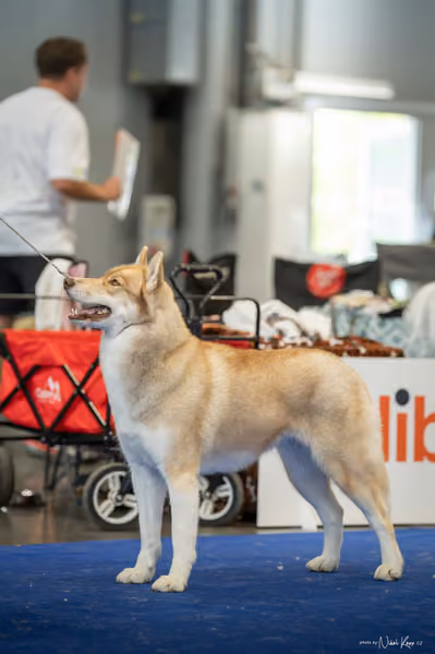 INTERCANIS Brno – Husky