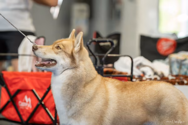 INTERCANIS Brno – Husky