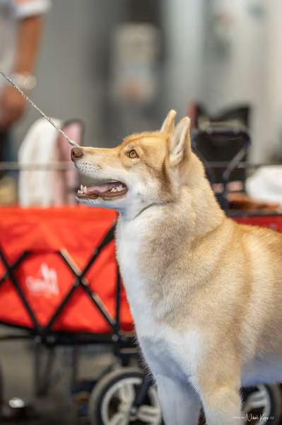 INTERCANIS Brno – Husky