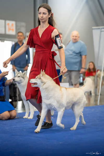 INTERCANIS Brno – Husky