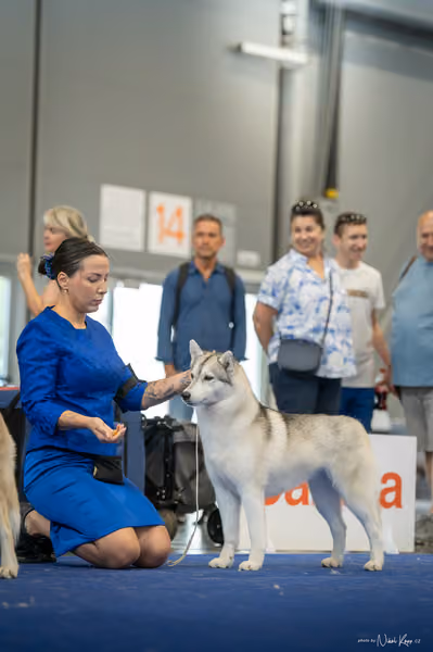 INTERCANIS Brno – Husky