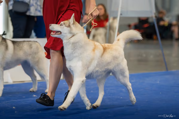 INTERCANIS Brno – Husky
