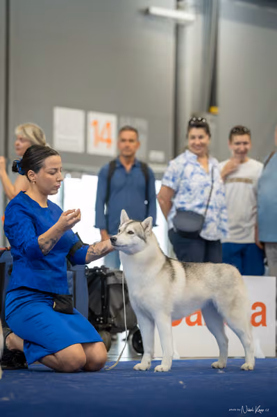 INTERCANIS Brno – Husky