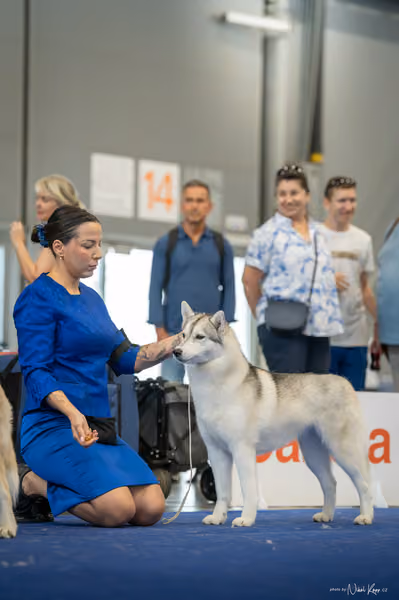 INTERCANIS Brno – Husky