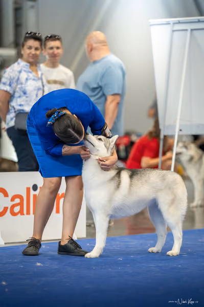 INTERCANIS Brno – Husky