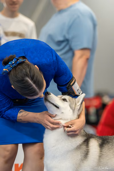 INTERCANIS Brno – Husky