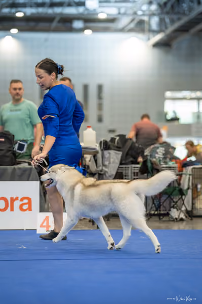 INTERCANIS Brno – Husky