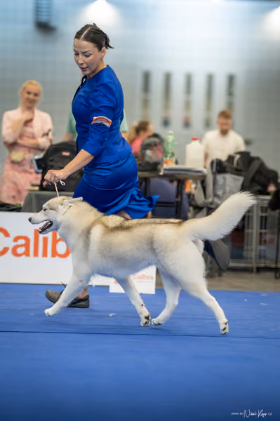 INTERCANIS Brno – Husky