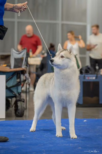 INTERCANIS Brno – Husky