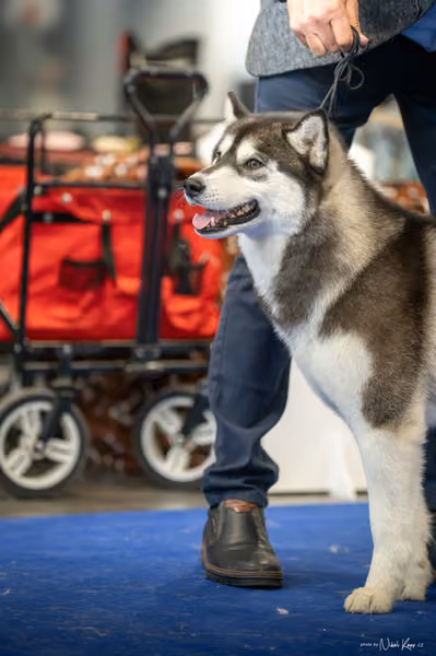 INTERCANIS Brno – Husky