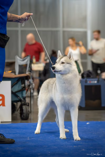 INTERCANIS Brno – Husky