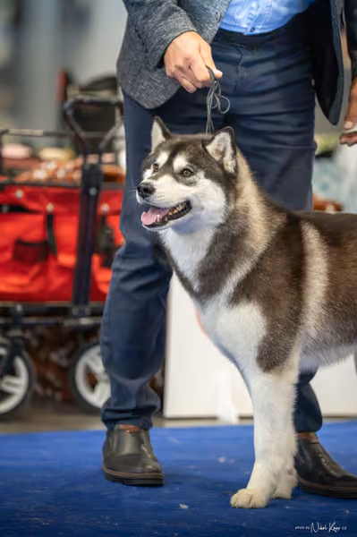 INTERCANIS Brno – Husky