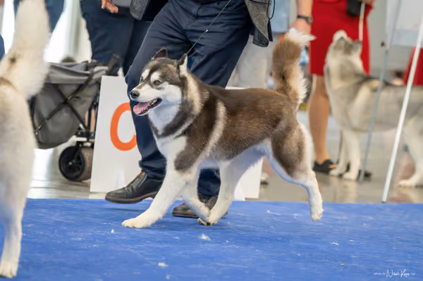 INTERCANIS Brno – Husky