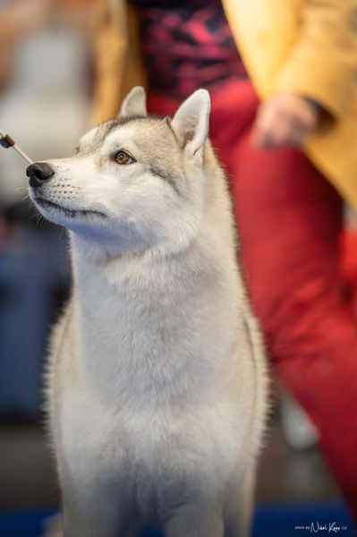 INTERCANIS Brno – Husky
