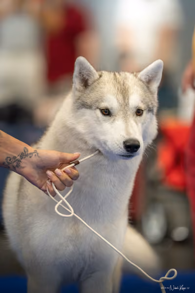 INTERCANIS Brno – Husky