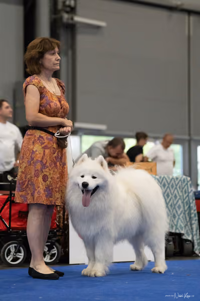 INTERCANIS Brno – Samojed