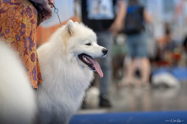 INTERCANIS Brno – Samojed
