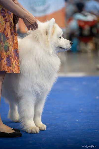 INTERCANIS Brno – Samojed