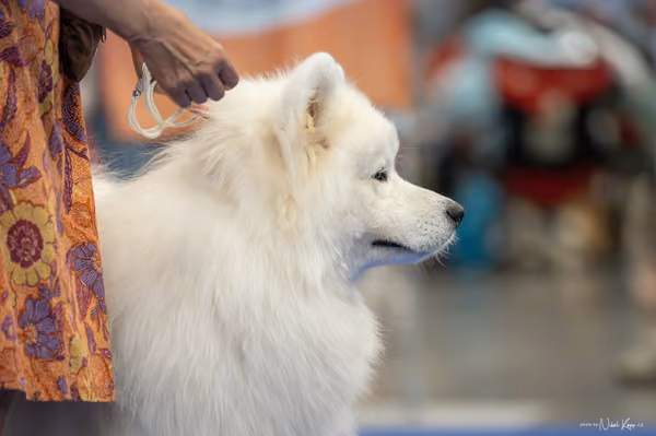 INTERCANIS Brno – Samojed