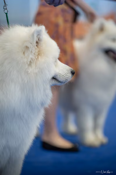 INTERCANIS Brno – Samojed