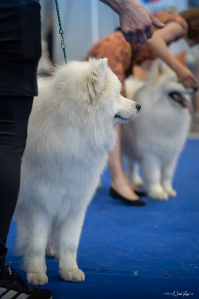 INTERCANIS Brno – Samojed