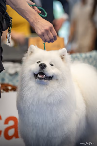 INTERCANIS Brno – Samojed